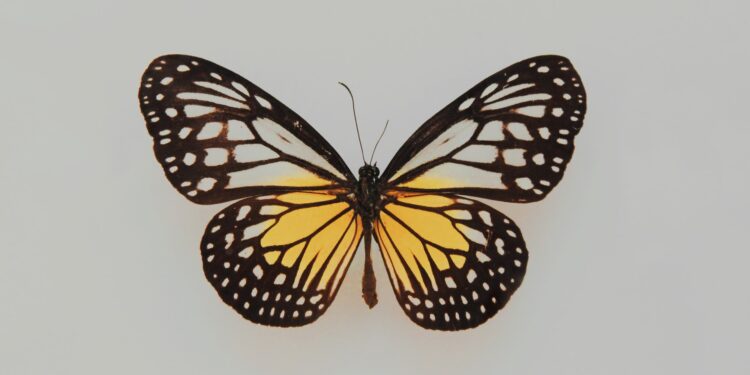 animal de poder de acordo com seu signo