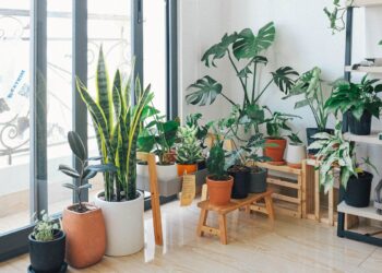 plantas e flores que combinam com seu signo