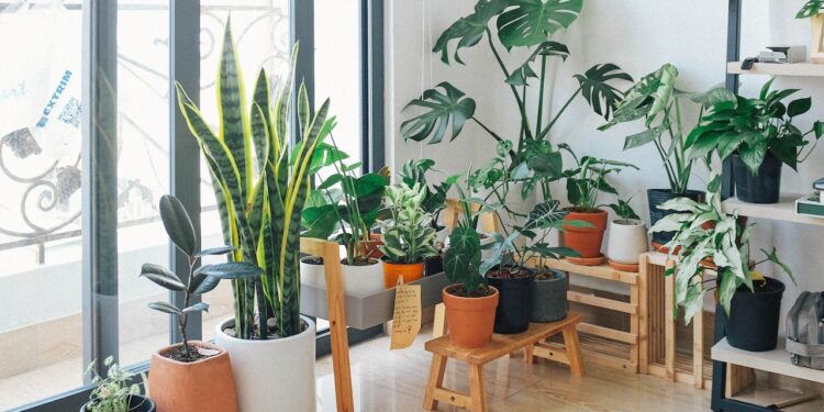 plantas e flores que combinam com seu signo
