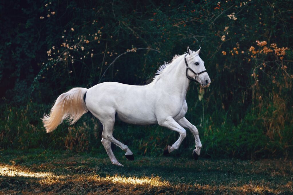 significado de sonhar com cavalos