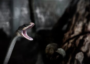 significados de sonhar com cobra