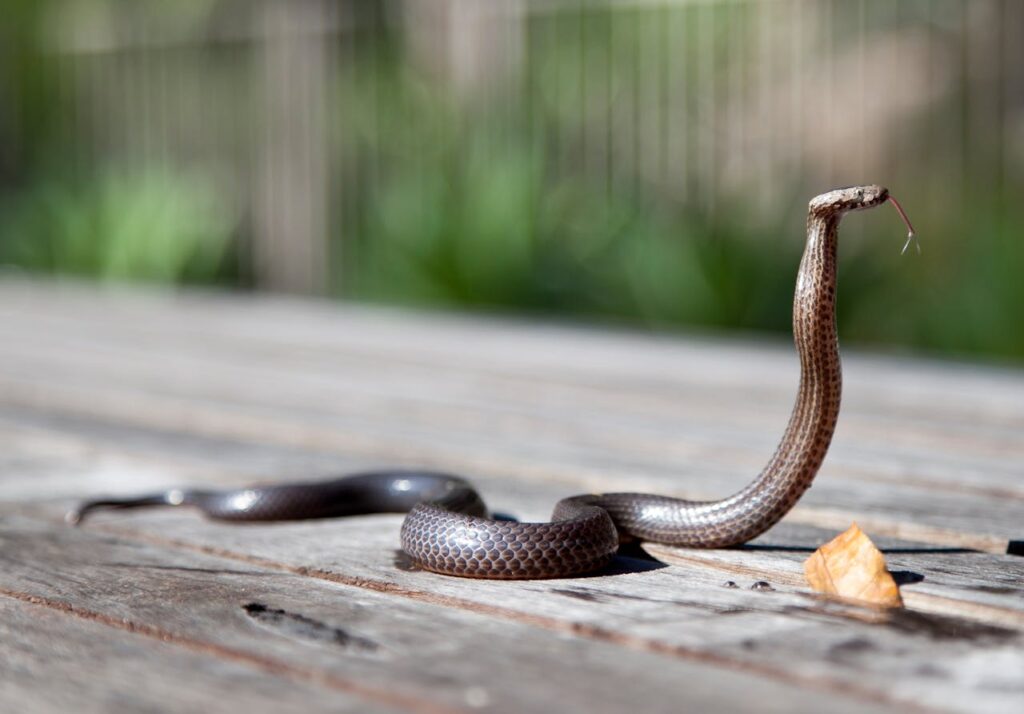 significados de sonhar com cobra